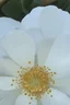 Placeholder: Please change the white flower pattern to dots similar to a Kusama pumpkin and outline the white petals with Iridescent golden elements inspired by Klimt