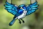 Placeholder: vitrail d'un geai bleu ailes déployées style japonais