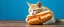 Placeholder: cat eating albino hot dog