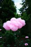 Placeholder: A pink plastic cloud floating in the garden