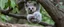 Placeholder: drop bear