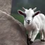 Placeholder: Baby goat,climbing on rock,realistic