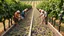 Placeholder: Elderly pensioners in a vineyard treading grapes in a large trough, everyone standing in the trough of grapes in their bare feet, as the first stage in making wine. There are acres of vines with lots of ripe grapes. Everyone is happy. Photographic quality and detail, award-winning image, beautiful composition.