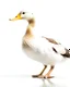 Placeholder: solo Duck no other elements in white background