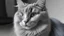 Placeholder: the cutest and most feminine cat, with blue-gray eyes and gray fur