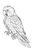 Placeholder: coloring page for kids, parrot , cartoon style, thick outline, low details, no shading, no color