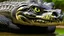 Placeholder: crocodile anacondas hybrid