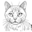 Placeholder: cat, animal, full view, realistic face, coloring page, only draw lines, coloring book, clean line art, –no sketch, color, –ar 3:4, white background, minimalistic black lines, minimal black color, low level black colors, coloring page, avoid thick black colors, thin black line art, avoid colors, perfect shape, perfect clear lines,