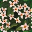 Placeholder: a highly detailed painting of plumeria flowers, seamless botanical patter design