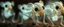 Placeholder: close up on glowing transparent ant skeleton rat babies, raised by ninja necromancer in the wild