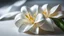 Placeholder: Jasmine flower, shiny paper, beautiful, exciting details, and a fantastical sister.Canon EOS Nikon D850.Cinematic shot with soft depth of field