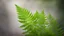 Placeholder: Fern with diffused background