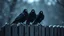 Placeholder: close up photography, three big black crow sitting on top of a wooden fence and looking at the camera, dark thriller mood, shot with sony , winter, high contrast, detailed, high realistic, perfect shoot, professional photography, cinematic