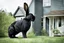 Placeholder: Photograph of a GIANT black rabbit standing next to a house