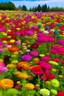 Placeholder: A plain full of colorful flowers