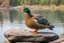 Placeholder: really fat and grumpy mallard duck sitting on a rock, background of a lake