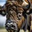 Placeholder: American Bison head at an angle,