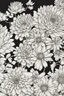 Placeholder: outline art of Chrysanthemums only black and white, no colour , White background. sketch style, clean line art, white background, no shadow and clear, no people, no colour, for book