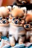 Placeholder: cute little Pomeranian puppies