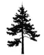Placeholder: sprice/pine tree silhouette, black on white detailed