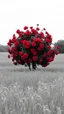Placeholder: All in black and white picture of A field of barely , in the middle a tree of red roses