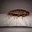 Placeholder: large, humanoid cockroach sleeping in bed under bedsheet, Metamorphosis, Frank Kafka, 8k resolution, high-quality, fine-detail, intricate, detailed matte, digital art, volumetric lighting, illustration, 3D octane render, brian froud, howard lyon, selina french, anna dittmann, annie stokes, lisa parker, greg rutowski