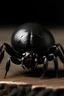 Placeholder: fat black widow