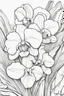 Placeholder: flowers coloring page for kids, orchids, cartoon style, thick outline, low details, no shading, no color