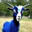 Placeholder: Blue hair goat