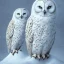 Placeholder: snow OWL