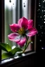 Placeholder: pink flower with water drops in front of window