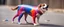 Placeholder: badly painted super dog