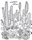 Placeholder: outline art for stoners coloring pages with A very simple and super minimal design featuring A psychedelic desert oasis with cacti shaped like giant buds, white background, sketch style, fully body, only use outline, cartoon style, clean line art, white background, no shadows and clear and well outlined