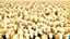 Placeholder: large crowd of people all with sheep heads