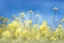 Placeholder: bottom is detailed canola with green stems and branches, top is sky, photography,