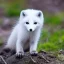 Placeholder: adorable baby arctic fox with antlers