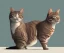 Placeholder: cat isolated illustration