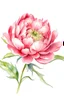 Placeholder: simple watercolor peony flower