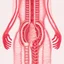 Placeholder: the internal structure of the intestine, an abstract picture in red hue