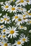 Placeholder: Smal daisies