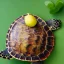 Placeholder: turtle and a bunch of fruit