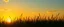 Placeholder: green grasses silhouette across bottom, with golden sunset sky in background, vector