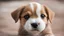 Placeholder: A photo of a puppy dog with an extra eye.