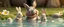 Placeholder: realistic ghibli crazy cute small fluffy hippo bunny with friends