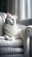 Placeholder: White cat, sitting on a sofa hdr