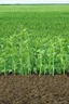 Placeholder: cover crops protecting the land from soil erosion