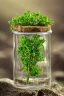 Placeholder: Thyme growing in a bottle, extreme close-up beautiful landscape, realistic and natural, detailed full-color , nature, HD photography, Galen Rowell, David Muench, perfect composition, gloss, hyperrealism