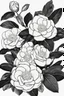 Placeholder: outline art of Camellia only black and white, no colour , White background. sketch style, clean line art, white background, no shadow and clear, no people, no colour, for book