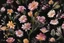 Placeholder: botanical flower onto the black background