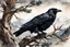 Placeholder: museum quality ink wash and watercolor painting of a wandering Raven perched in the branches of an ancient, gnarled and twisted, Bristlecone Pine, on a remote plateau in the Rocky Mountains in the style of Karl Bodmer, and Winslow Homer, rendered as an aquatint, with a fine art aesthetic, highly detailed , 8k UHD cinegraphic realism